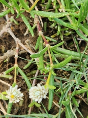 Blutaparon vermiculare