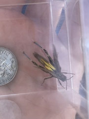 Lactista gibbosus