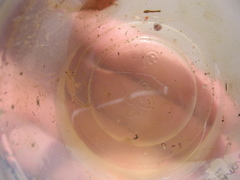 Branchinecta sandiegonensis