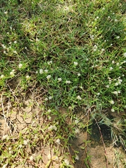 Blutaparon vermiculare