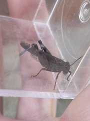 Lactista gibbosus