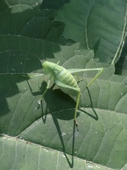 Amblycorypha oblongifolia