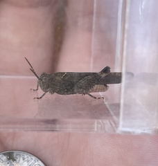 Lactista gibbosus