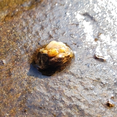 Glossosomatidae