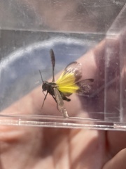 Lactista gibbosus