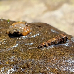 Glossosomatidae