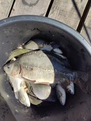 Cyprinus carpio carpio