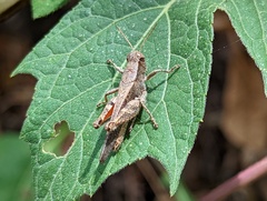 Melanoplinae