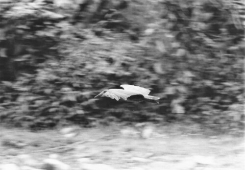 Hamerkop