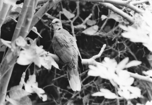 Red-eyed Dove