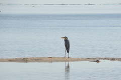 Ardea cinerea