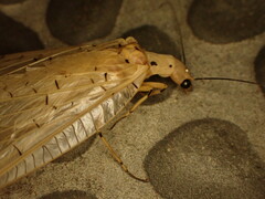 Nevromus testaceus