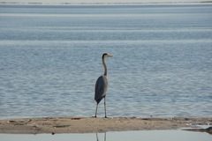 Ardea cinerea