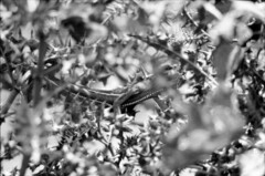 Chamaeleo calyptratus