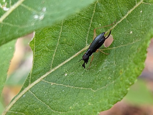 Phyllopalpus caeruleus