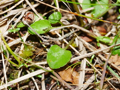 Viola lyallii