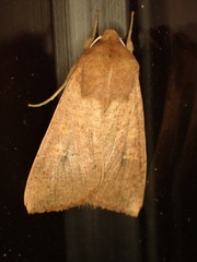 Mythimna convecta