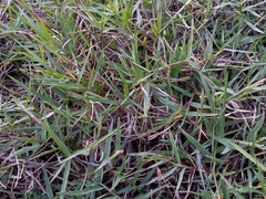 Paspalum distichum