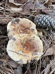 Lactarius chelidonium