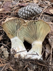 Lactarius chelidonium