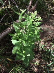 Pluchea odorata odorata