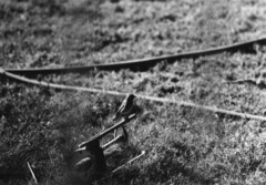 Phoenicurus phoenicurus