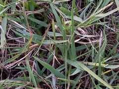 Paspalum distichum
