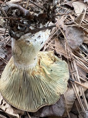 Lactarius chelidonium