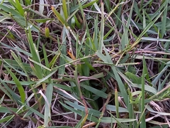 Paspalum distichum