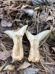 Lactarius chelidonium