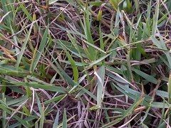Paspalum distichum