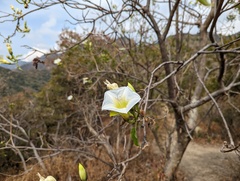 Ipomoea intrapilosa