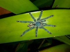 Pachistopelma rufonigrum