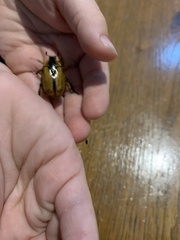 Chondropyga dorsalis