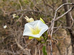 Ipomoea intrapilosa