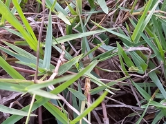 Paspalum distichum