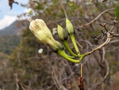 Ipomoea intrapilosa