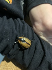 Chondropyga dorsalis