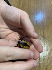 Chondropyga dorsalis