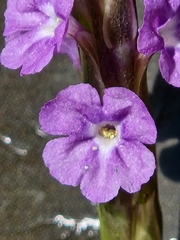 Stachytarpheta jamaicensis