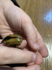 Chondropyga dorsalis