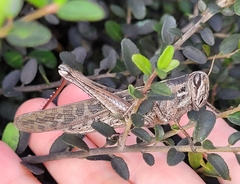 Schistocerca serialis cubense