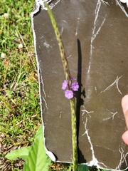 Stachytarpheta jamaicensis