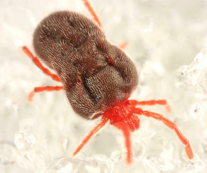 Podothrombidiidae