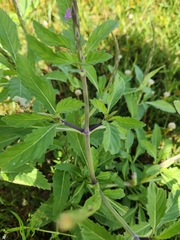 Stachytarpheta jamaicensis