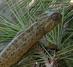 Chamaeleo chamaeleon chamaeleon