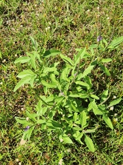 Stachytarpheta jamaicensis