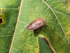 Carpocorini