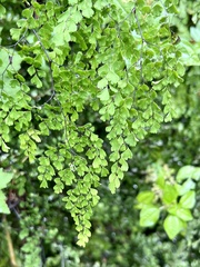 Adiantum andicola