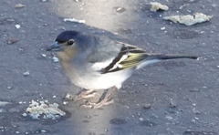 Fringilla coelebs palmae